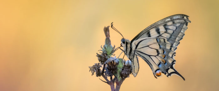 « Natur’ailes », nouvelle exposition à l’Écomusée de la Crau